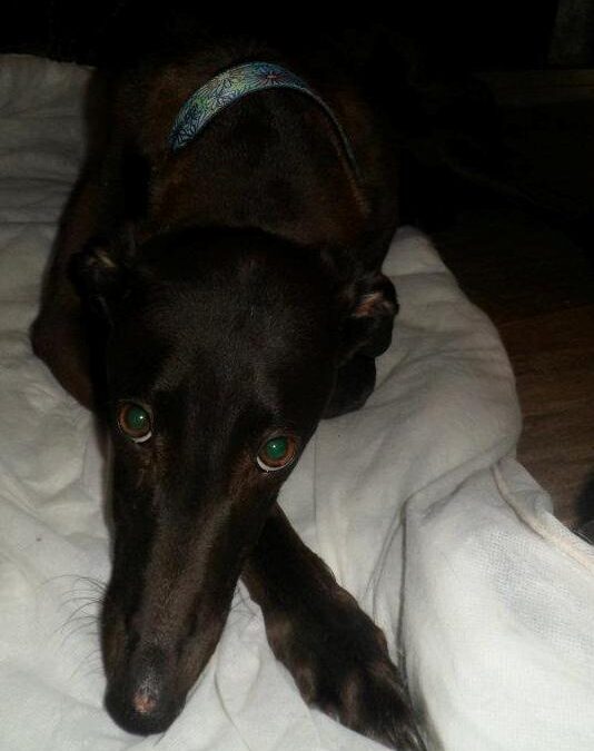 How come greyhounds are thrown over people fences?
